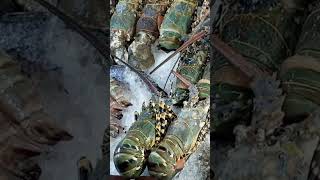 Luxury Street Food Seafood Display On Ice In Thailand At Tourist Market Lobster Jumbo Prawn Crayfish