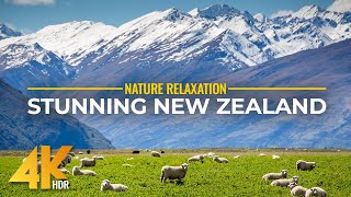 Fabulous Landscapes \u0026 Wildlife of New Zealand | 4K HDR Coastline Scenery \u0026 Real Nature Sounds