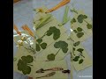 押し花の作り方 色鮮やかな押し花を作る