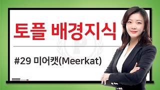 👍[토플공부법] 줄리쌤 3분 토플배경지식 강의 29편_미어캣(Meerkat)