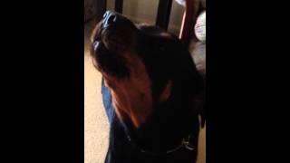 Rottweiler howling