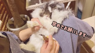 爪切りでテンション激落ちな\