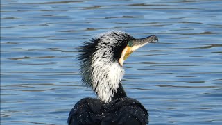 【野鳥】婚姻色のカワウさん/Phalacrocorax carbo