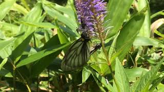 ミヤマシロチョウ/Aporia hippia 長野県烏帽子岳 2018/07/20 Eboshidake Nagano, Butterfly of Japan