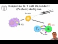 Measles and vaccines: Immune response to vaccines