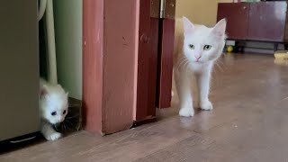 A mother cat calls her white kitten to come with her. Mother cat talks to kitten.