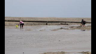 阿旺赶海遇到沙蟹群，实在太泛滥，旁边挖螺的阿姨都忍不住跑来抓