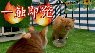 急接近！！野良猫の虎太郎がベランダにやって来た