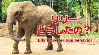 【アフリカゾウ 八木山動物公園】謎の行動をするリリーに翻弄されるベン/仲良しな２人の新しい遊び？/What's up with Lily the African elephant?