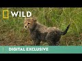 Will This Young Cheetah Cub Find Its Family? | Big Cat Week | National Geographic Wild UK