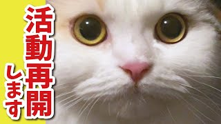 みなさん本当にご心配をおかけしました【関西弁でしゃべる猫】 【猫アテレコ】