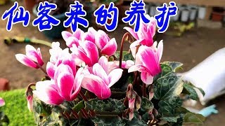 【養養養花花花】仙客來到手後，換盆往往就死掉，做好這幾點，一直開花不斷！