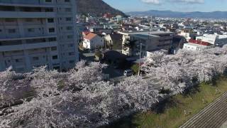 「馬見ヶ崎さくらライン」（山形市馬見ヶ崎川）2017年度版の空撮ドローン