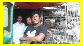 Pigeon Robin dhaka Lalbag by Pigeon Hat Kaptan Bazar dhaka today 07-07-2017 (BD birds video) Pigeon Robin dhaka Lalbag by Pigeon Hat Kaptan Bazar dhaka today 07-07-2017 (BD birds video)