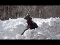 衝撃映像　線路を渡るシカより凄い　エゾシカ路肩の雪山に沈没！生きてる、凍ってる？