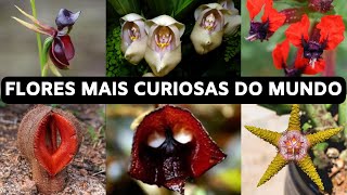 7 Flores mais Curiosas do Mundo - Algumas Possuem Formatos Bizarros e Únicos!!!!