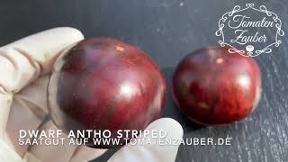 Dwarf Antho Striped Tomate - Tomatenzauber.de