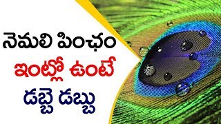 నెమలి పించం ఇంట్లో అక్కడ ఉంటే డబ్బే డబ్బు | Keeping Peacock Feathers at Home | Astro Masters