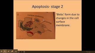 6.1.1 Cellular control d) Apoptosis