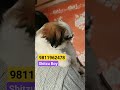 shitzu puppy available cheapest dog market in india dog doglover pets cute