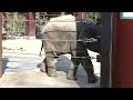 20211224 上野動物園　アジアゾウ　しっぽでペチペチ　おじぎをするウタイ　トレーニングをがんばるアルン　まるごと人参　青草をぐるぐる　落花生　スーリヤとアルン