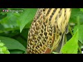 rare behavior of cinnamon bittern ixobrychus cinnamomeus by shantanu kuveskar