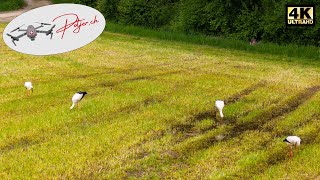 Störche bei der Futtersuche im Seeland Schweiz aus der Luft beobachten