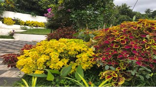 Coleus garden tour /മഴക്കാലത്തും കണ്ണാടി ചെടികൾ ഇത്ര മനോഹരമായി🤗❤️🤗