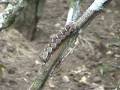 Lagarta que imita cobra - Caterpillar mimics snake - Eumorpha labruscae