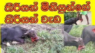 තිරිසන් මිනිසුන්ගේ තිරිසන් වැඩ