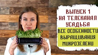 Выращивание микрозелени все особенности | Нетипичный огород