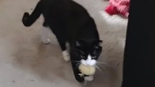 Tuxedo 😺 drops the yarn to say HELLO #cat #cats #shorts