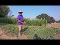 jack s backyard growing cantaloupe