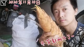 挖冬笋，阿华每天收获几十斤！分享实践中总结的经验方法