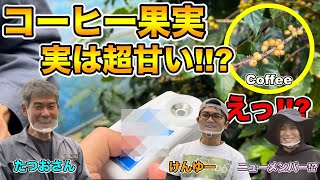 [Japanese farmer] How to grow and harvest coffee! Until sorting! The fruits of coffee are sweet!