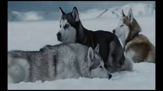 The more I learn about people the more I love dogs  "Eight Below", music- Enigma "Moment of peace"