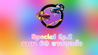 แบ่งปันปลากัดราคาถูก special EP 2 ราคา 60 บาท 24 ชุด