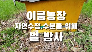 이룸농장 - 사과꽃이 피었습니다^^ 사과밭 벌 방사,