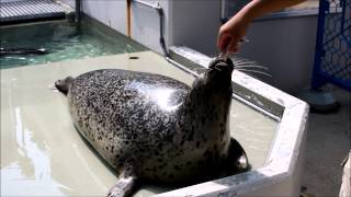 ゴマフアザラシがさよなら＠須磨海浜水族園 Harbor seal says good bye!