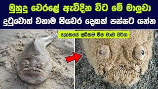 මිනිසුන්ට මරණය පවා ගෙනදෙන ලෝකයේ විෂ අධිකම මාළු වර්ග 07ක් | 7 Most Poisonous and Venomous Fish