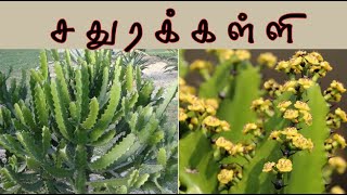 Euphorbia antiquorum /சதுரக்கள்ளியின் மருத்துவம் /sathurakkalli medicine