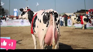 Top class hf cow||#pdfa winner HF cow||