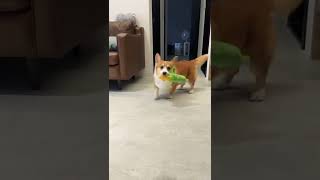 #柯基 #corgi #buddy #有尾巴的柯基 #dog  #playtime