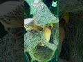 🪹Building Together: Weaver Birds' Nest-Making Symphony #birds #artistic #nest #birdnest #shorts