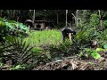 Survival skills | The First Year in The Jungle | From The Wild to The Most Livable Place