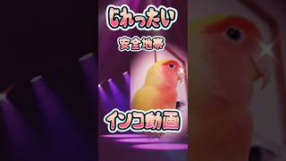 【インコ】じれったい　安全地帯　インコ歌シリーズ（歌ってはいませんが）#インコ #shorts