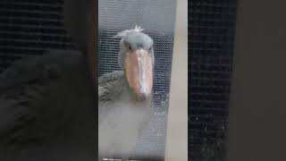 通過するミリー　ハシビロコウ　上野動物園