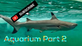 AQUArium 🐠🪼REAL WILD SHARK 🦈dekh liya humne ....😳😳