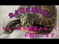 【かわいい金魚】黒出目金の赤ちゃんがやって来た！