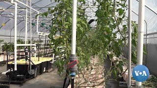Urban Farmers do Their Part to Cut Greenhouse Gas Emissions